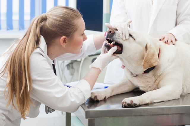犬の歯医者さん