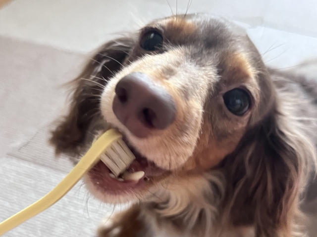 飼い犬の歯磨きは大切